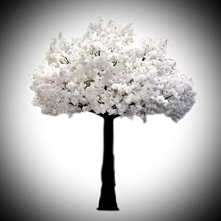 Cherry Blossom Tree